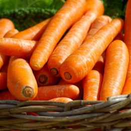 Carotte